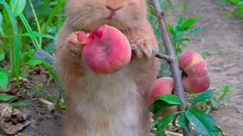 Yum yum yum yum yum 😋 rabbit enjoy apricot