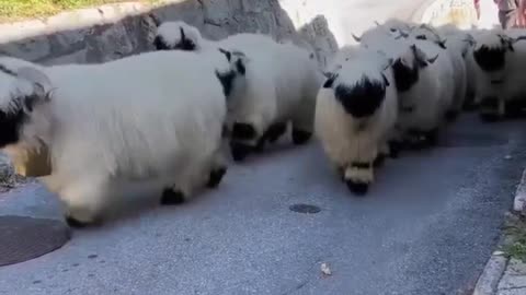 Black nose Sheep Are Very Affectionate #shorts #shortvideo #video #virals #videoviral