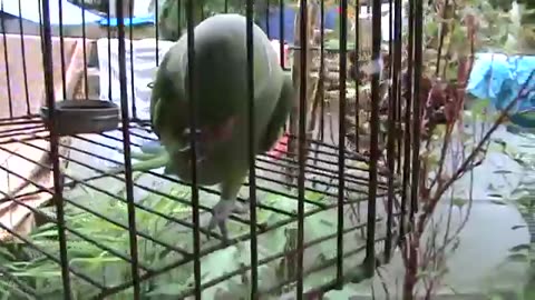 KERALA TALKING PARROTS