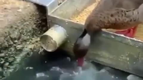 A Duck Feeding Fish