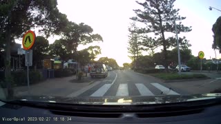 Polite Bird Uses The Crosswalk