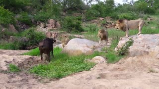 Lions Corner Buffalo With Broken Leg