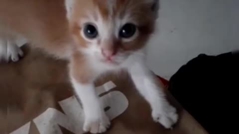 What will happen when you touch angry kitten - ending twist!
