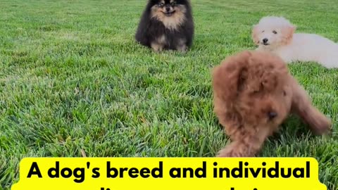 The Secret to Understanding Your Dog's Breed and Their Unique Personality