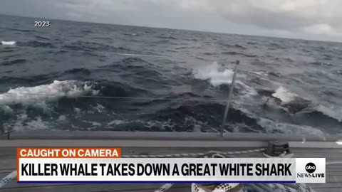 Orca Takes Down A Great White Shark On Camera