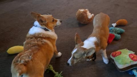 Corgi morning exercises