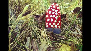 Dotted mushroom, painting, creative hobby