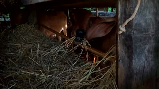 Hungry Cow Eats Field Raw materials ' Hay '