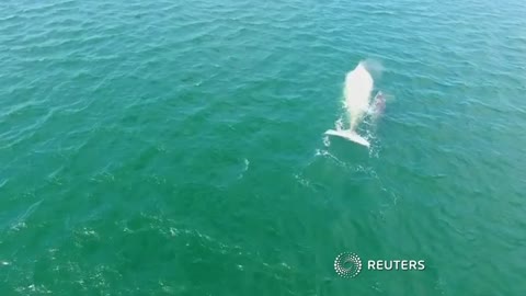 Rare white whale spotted off Mexico's Pacific coast