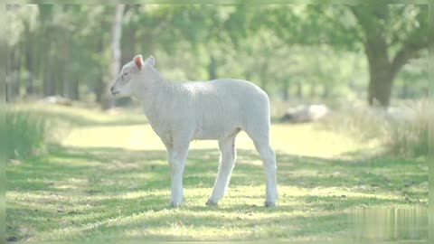 Sheep Cute Baby Sheep Baby Sheep Grazing With Mother In Field Nature Cute Animals