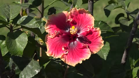 Hibiscus