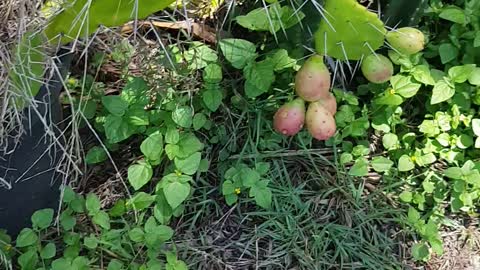 prickly pear cactus with fruit and dragon fruit