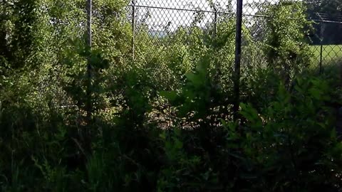 Cell Tower Maintenance Falling Waters West Virginia