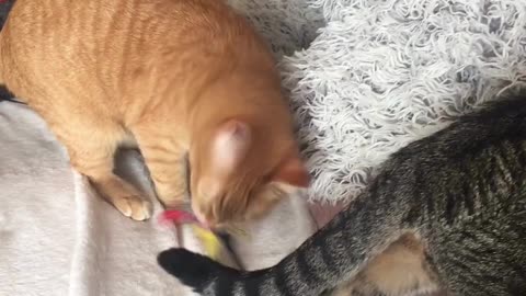 Cute Cats Playing #69