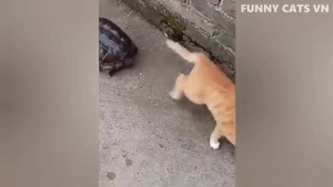 Cat Funny video 😂||Funny Animal videos||#animal