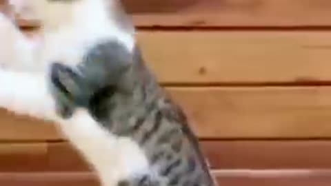 Cat Acting same to same boy #shortfeed #funny #viral #youtubeshort #funnyvideo #fun #shortfeeds