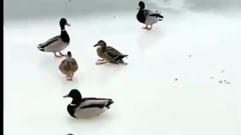 Ducks Sliding in the Snow #shorts #viral #shortsvideo #video
