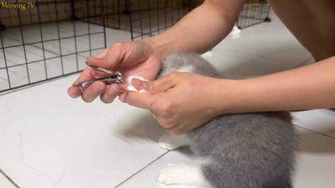 Short-legged kittens cut their nails for the first time