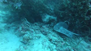 stingrays look for small fish when the prey is in front of them because process food