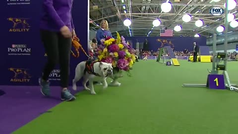 Watch Rudy the Bulldog crush the 2019 WKC Masters Agility course _ FOX SPORTS