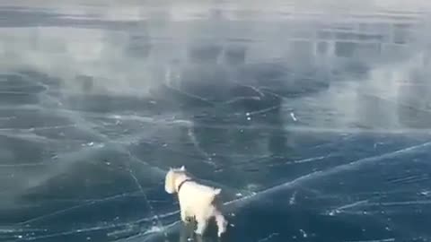puppy walking on ice