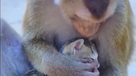 Mother monkey and baby cat🥰