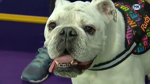 Best of the 2018 Masters Agility Championships | WESTMINSTER DOG SHOW (2018) | FOX SPORTS