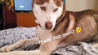 Husky Reacts to Toot