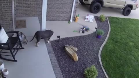 Dog Tied to Pillar in Porch Yanks the Post Along With Leash While Running After Human