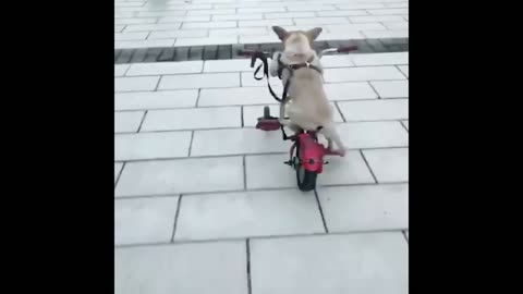 Dogs are perfect in Cycling | This dog got success in learning cycling | Animal Mode