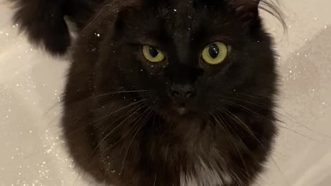 Cat Finds Glittery Bath Bomb and Is Covered in Sparkles