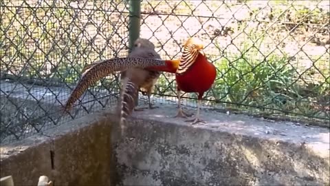 Golden Pheasant - A Beautiful Bird | Beautiful Golden Pheasants and Wading Birds |