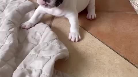 Small Puppy want to play