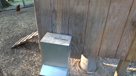 A Better Chicken Feeder Option?