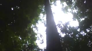 Gigantic tree in the botanical garden, must be more than 10 meters! [Nature & Animals]