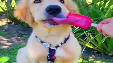 Baby Dogs 😎 Cute and Funny Dog Videos of Funny Puppy Videos 2022