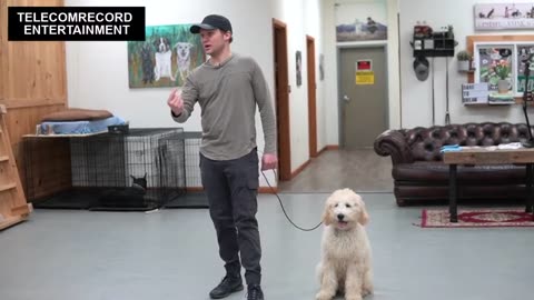 TEACHING ANY DOG HOW TO WALK ON A LEASH , (4-MINUTE DOG TRAINING RESULTS.)