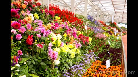 OOTY FLOWER SHOW-2024