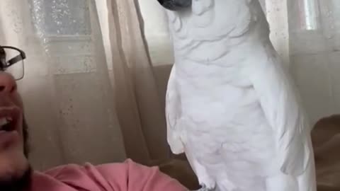 He’s SO FEELIN IT 😳🤯😆🥰🙌🏾 #funny #viral #shorts #bird #humorfolder