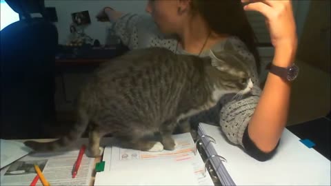 Trying to study with a cat