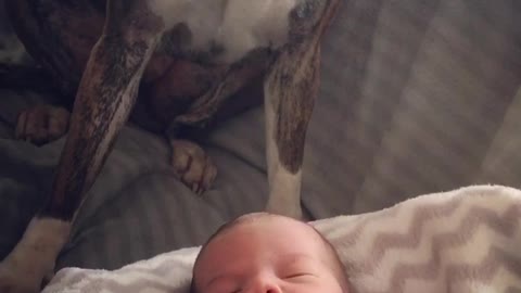 Adorable Boxer Named Astrid Gives Lots Of Love To Her Baby Brother