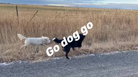 Go Dog Go