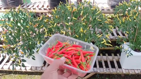 How to grow hydroponic cayenne peppers easily and quickly to bear fruit
