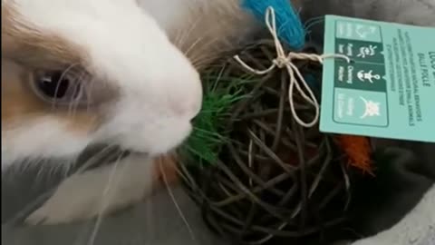 cutest bunny is playing#trending #new rabbits status# man mast magan ??