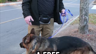 When Is Your Dog Free to Pee?