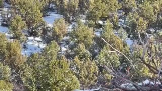 Mountain Lion Grabs Dog During Hunting