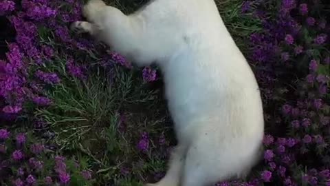 Cute bear chilling in grass