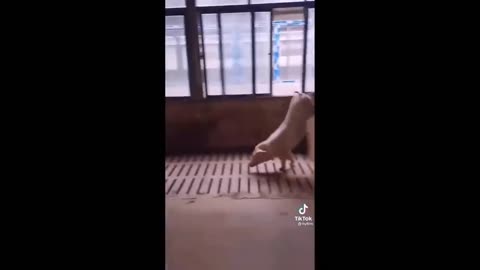 New Funny Animals 😅 Funniest Dogs And Cats Videos 2023🐶😺 part#4 #viral #catsanddogs