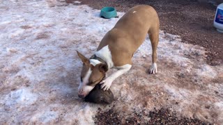 English bull terrier eating cow foot