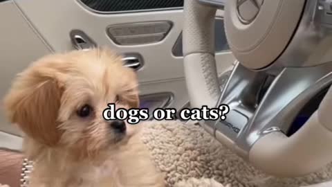 Best Funny Cats Viral Clips